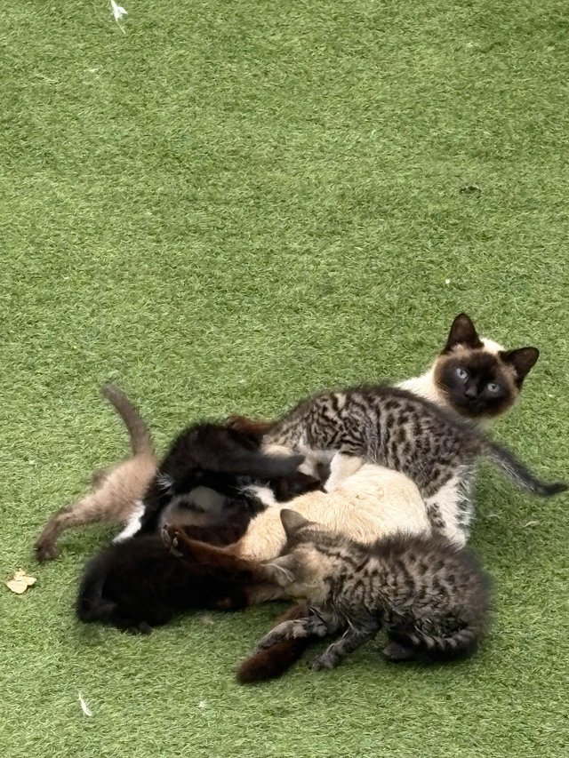 Gorgeous boy kitten for sale