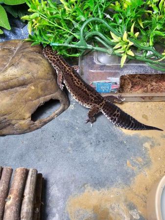 Image 3 of Leopard Gecko Black Night Male