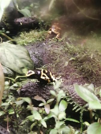 Image 4 of leucomelas bumblebee dart frog