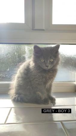 Image 3 of ??Ready NOW! Grey British Shorthair Kittens ??????
