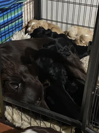 Image 6 of *1 LEFT* Beautiful sprocker puppies from working parents