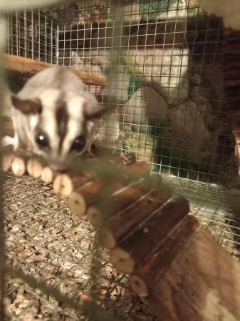 Image 14 of 2 WHITE FACED SUGAR GLIDERS