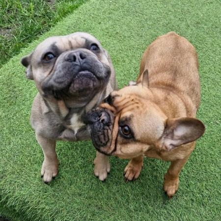 Image 6 of KC Registered French Bulldog Puppies 2 left