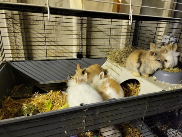 Image 2 of Hand Raised Baby Rabbits for sale