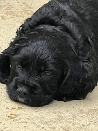 Image 4 of Cocker spaniel puppies ready on 24th may