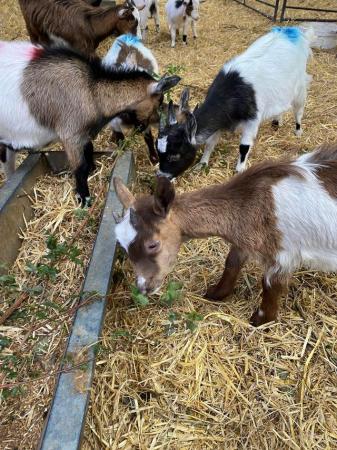 Image 3 of Ready to start Goating? Then talk to us. Pygmy goats ready!