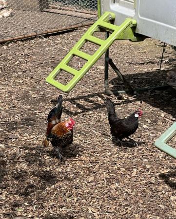 Image 2 of Rosecomb bantem chickens for sale