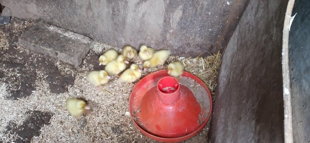 Image 1 of Mainly White Call Duck Ducklings