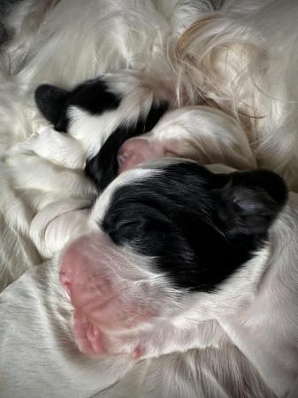 Image 3 of Show Cocker Puppies (KC Registered and fully health tested)
