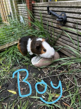 Image 5 of Male Guinea Pigs for sale