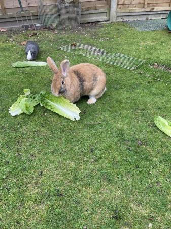 Image 1 of 2 Female Rabbits (spayed and vaccinated)
