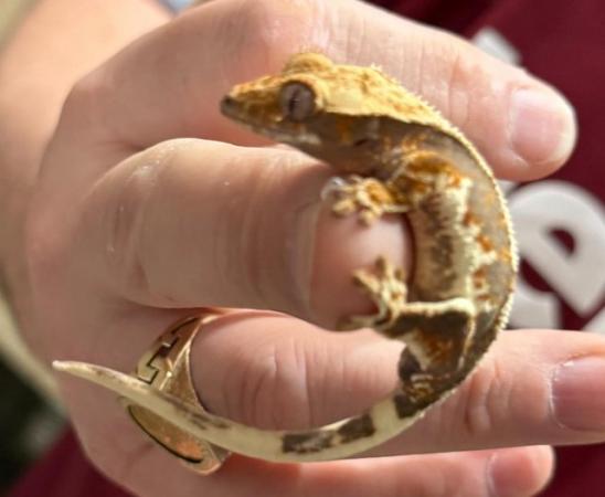 Image 9 of Lily white crested geckos for sale