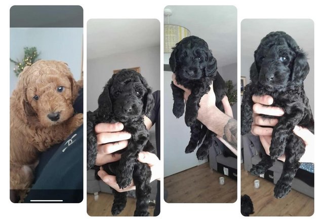 Preview of the first image of Cockapoo pups non fading coat!.