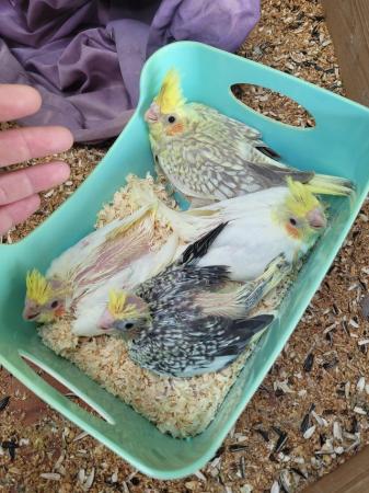 Image 5 of Young Cockatiels for Sale