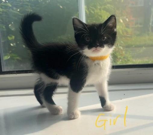 Image 10 of READY NOW - Gorgeous, super cute KITTENS