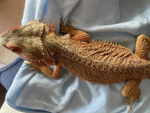 Image 2 of Female bearded dragon wanted