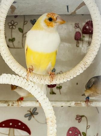 Image 2 of Pair of yellow Gouldian Finch for sale