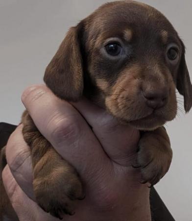 Image 3 of Ready now!!! KC registered miniature dachshunds for sale