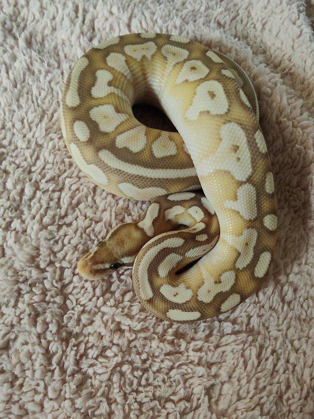 Preview of the first image of Ball python hatchlings and more.
