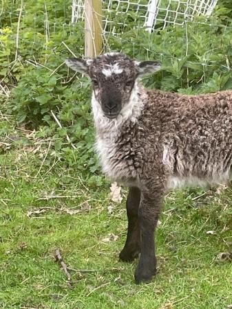 Image 3 of Beautiful Registered Soay ram lambs looking for new flocks