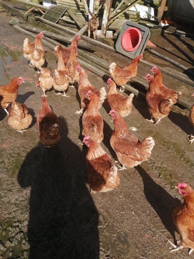 Preview of the first image of Hens Warren laying hens.