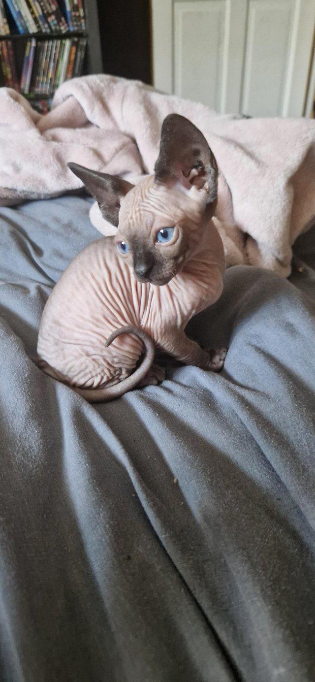 Preview of the first image of 3 sphynx kittens left. READY 11TH JULY.