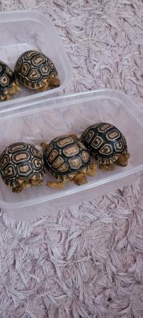 Image 7 of Leopard tortoise babies