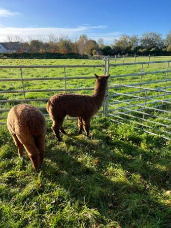 Image 5 of BAS REGISTERED BEAUTIFUL QUALITY BABY ALPACAS