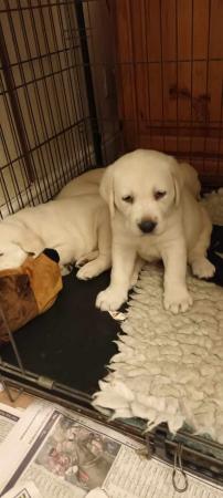 Image 5 of LAST ONE  CHUNKY GIRL YELLOW LABRADOR PUPPY