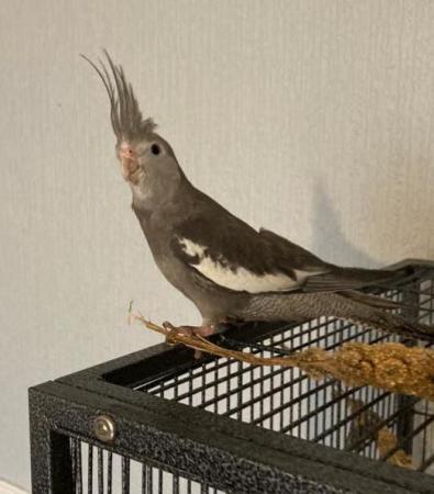 Image 4 of Hand reared and tamed baby cockatiels