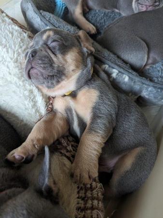 Image 8 of Stunning healthy KC 5 gen frenchie pups (3 males left)