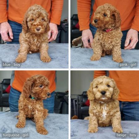 Image 2 of Miniature fox red Cockapoo boy - 11 weeks, needs a 5* home
