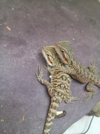 Image 1 of Bearded dragons 6 weeks old