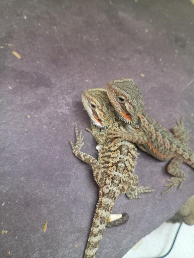 Preview of the first image of Bearded dragons 6 weeks old.