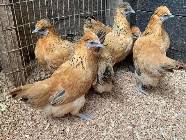 Preview of the first image of Chickens for sale mixture of Pekins, aracunas, Goldtops.