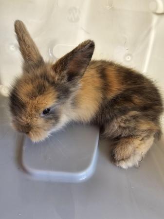 Image 4 of Lion head baby bunnies adorable and handled regularly