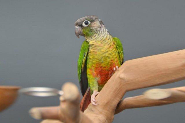Image 7 of Baby Green Cheek conure,19