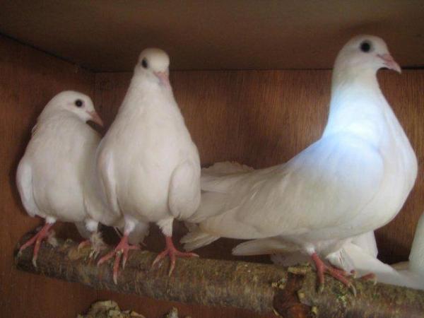 Image 3 of Fantail Doves, white with large tails