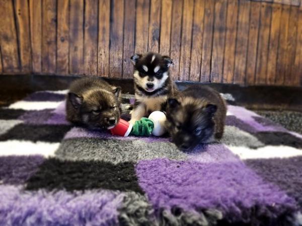 Image 3 of 7 week old Husky x Malamute puppies available 19/3/24