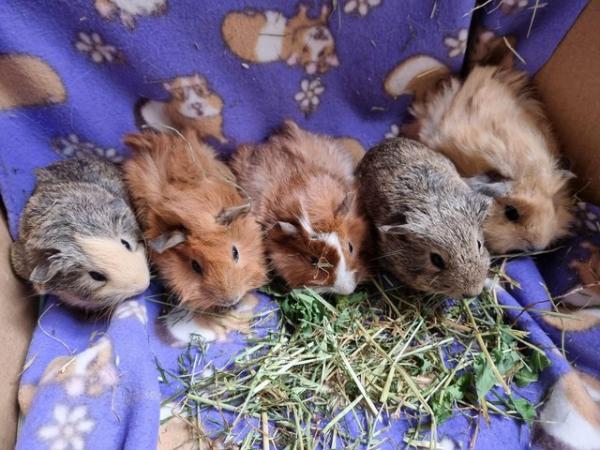 Image 5 of Baby Guinea Pigs mostly Californian