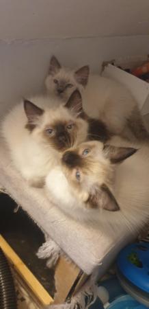 Image 9 of Ragdoll kittens full vaccinated