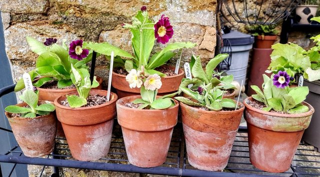 Image 1 of Auriculas in terracotta pots