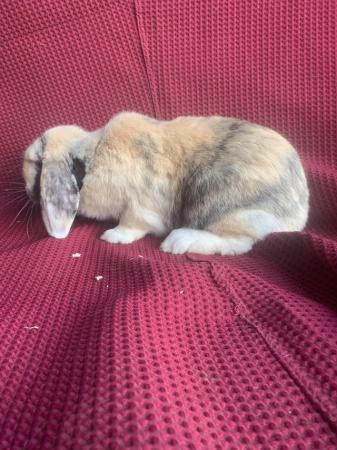 Image 3 of 1 X French Lop Doe (Female)