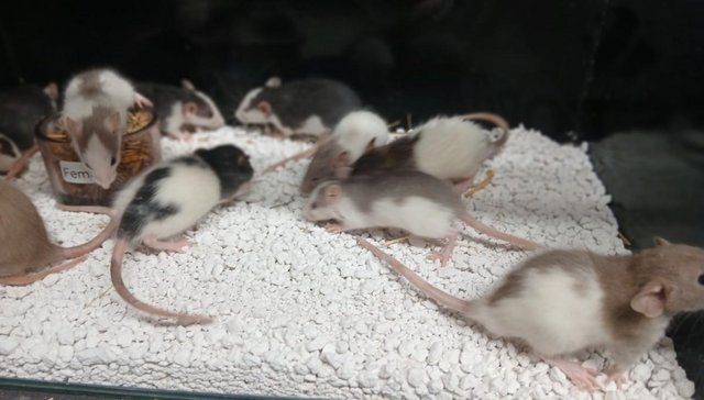 Image 14 of Baby Rats Dumbo's and Straight ears