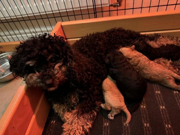 Image 10 of Small kc registered toy poodles