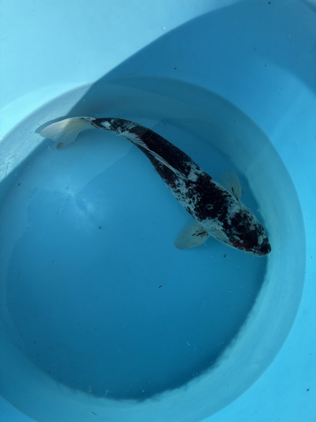 For sale 55cm goromo koi — photo 3 of 4
