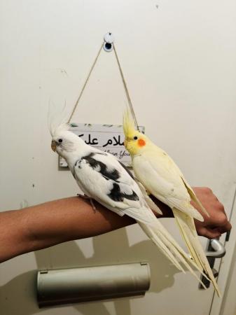 Image 3 of Hand Tamed/Untame Cockatiels for Sale