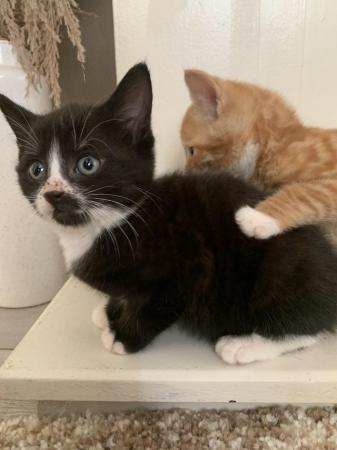 Image 4 of 9 week old male tuxedo kitten