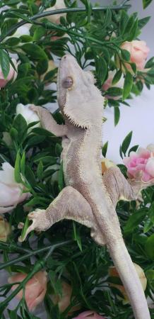 Image 4 of Stunning Proven Crested Gecko Red Phantom Lilly White Male