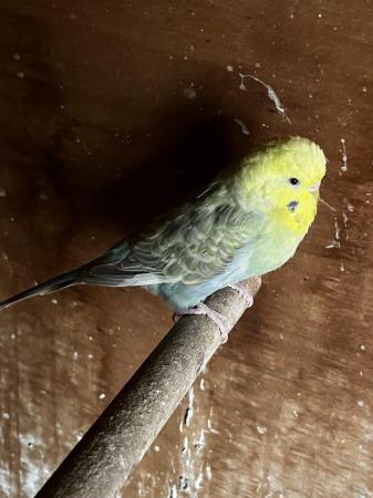 Image 1 of Budgies for sale 1pair and one seprate hen